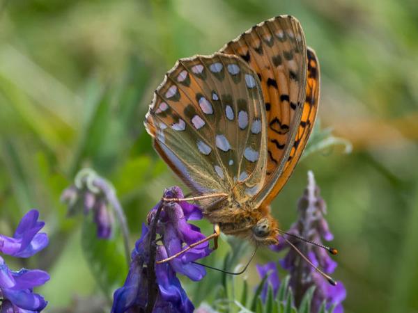 Grote parelmoervlinder (Argynnis aglaja)